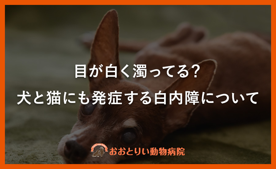 目が白く濁ってる？犬と猫にも発症する白内障について