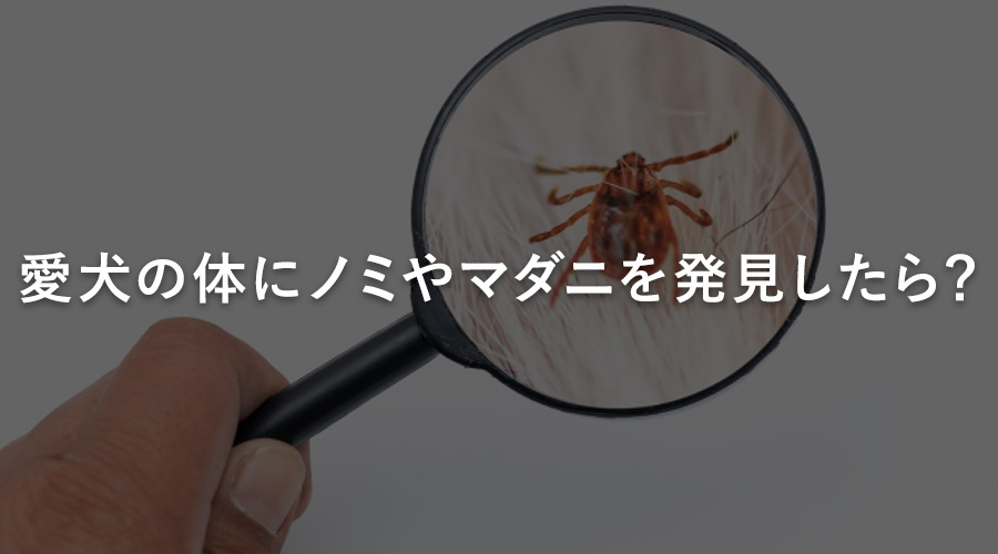 愛犬の体にノミやマダニを発見したら？