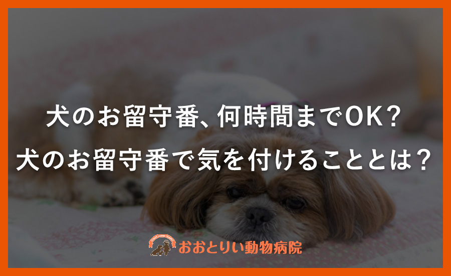 犬のお留守番、何時間までOK?犬のお留守番で気を付けることとは?