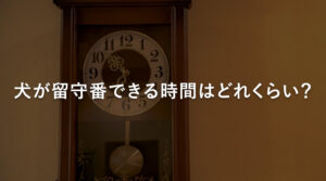 犬が留守番できる時間はどれくらい？