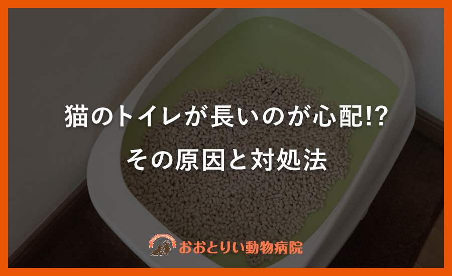 猫のトイレが長いのが心配!?その原因と対処法
