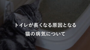 トイレが長くなる原因となる猫の病気について