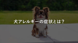 犬アレルギーの症状とは？