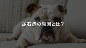 尿石症の原因とは？