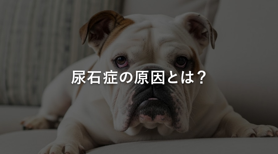 尿石症の原因とは?