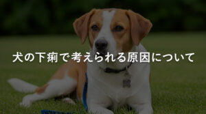 犬の下痢で考えられる原因について