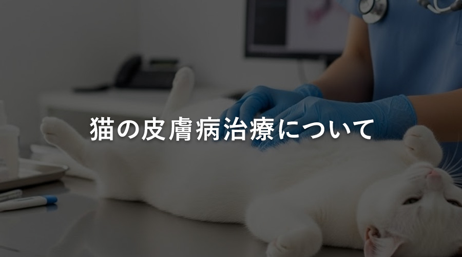 猫の皮膚病治療について