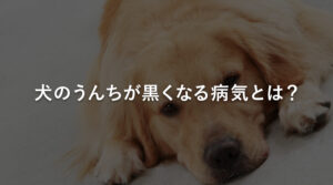 犬のうんちが黒くなる病気とは？