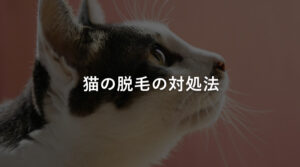 猫の脱毛の対処法