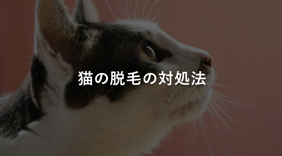 猫の脱毛の対処法